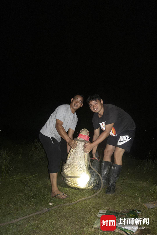 广东茂名“出逃”暹罗鳄已寻回69条，剩余2条仍在搜寻