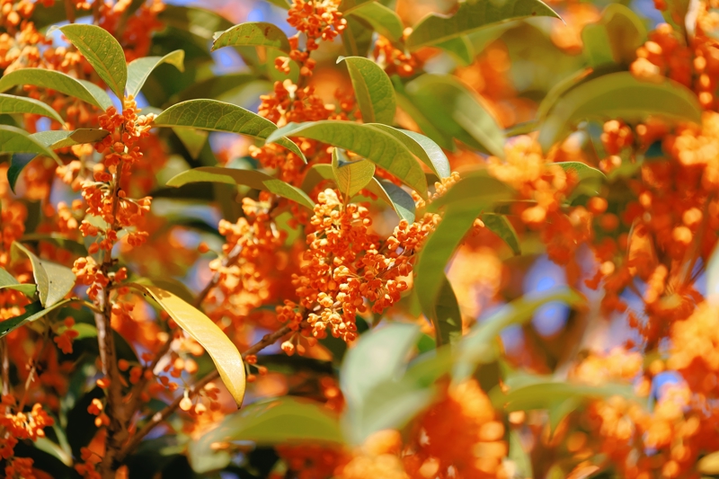 丹桂飘香,粉黛梦幻,中秋国庆双节来顾村公园赏金秋画卷