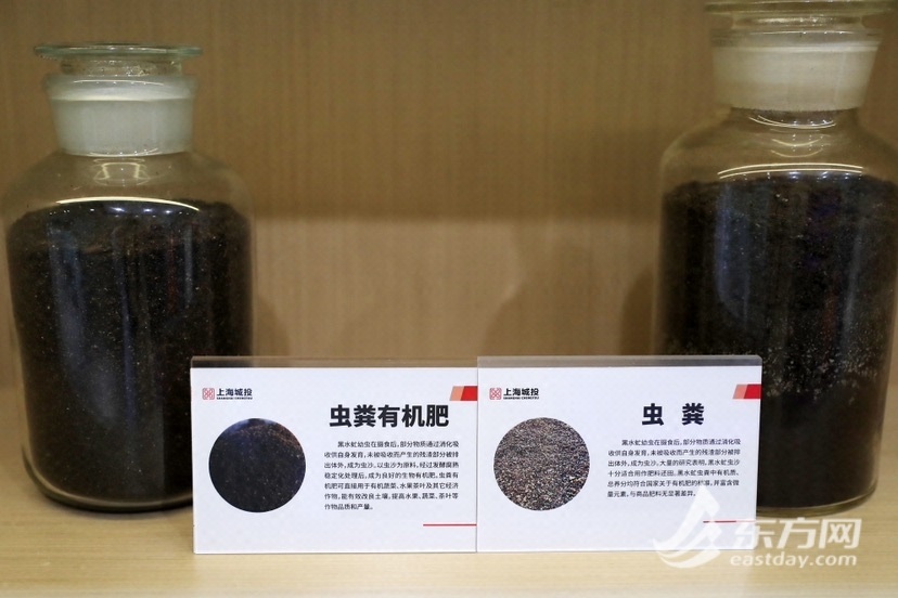 老港基地延续探索糊口渣滓资本化操纵，5亿条黑水虻一天吃失落50吨湿渣滓