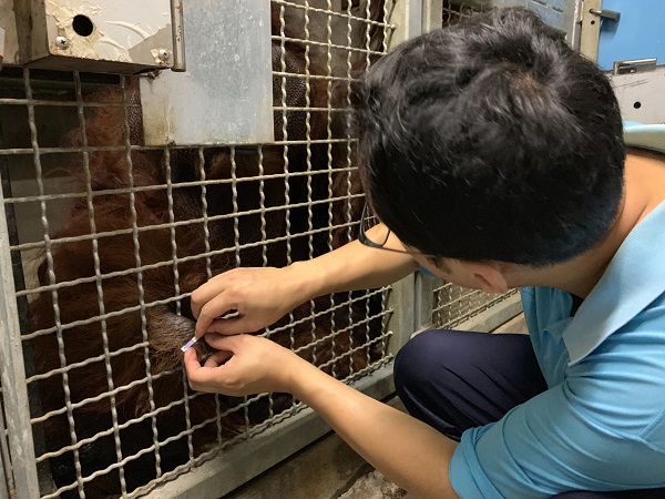 上海动物园45岁猩猩“森泰”离世，为目前国内动物园最年长的猩猩