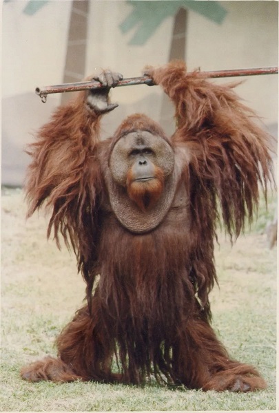 上海动物园45岁猩猩“森泰”离世，为目前国内动物园最年长的猩猩