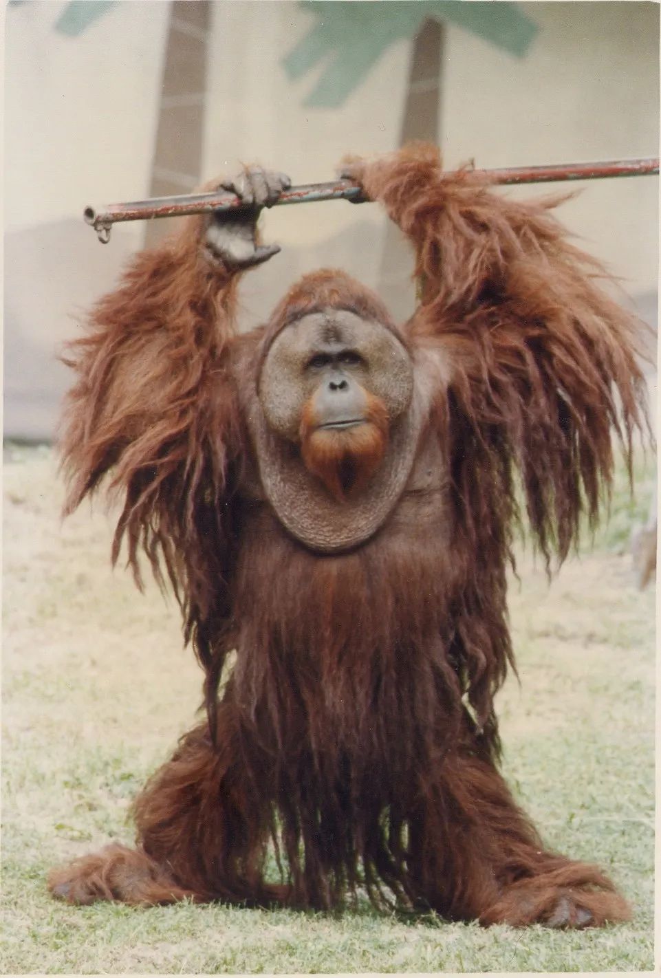 上海动物园45岁猩猩“森泰”离世，是目前国内动物园最年长猩猩