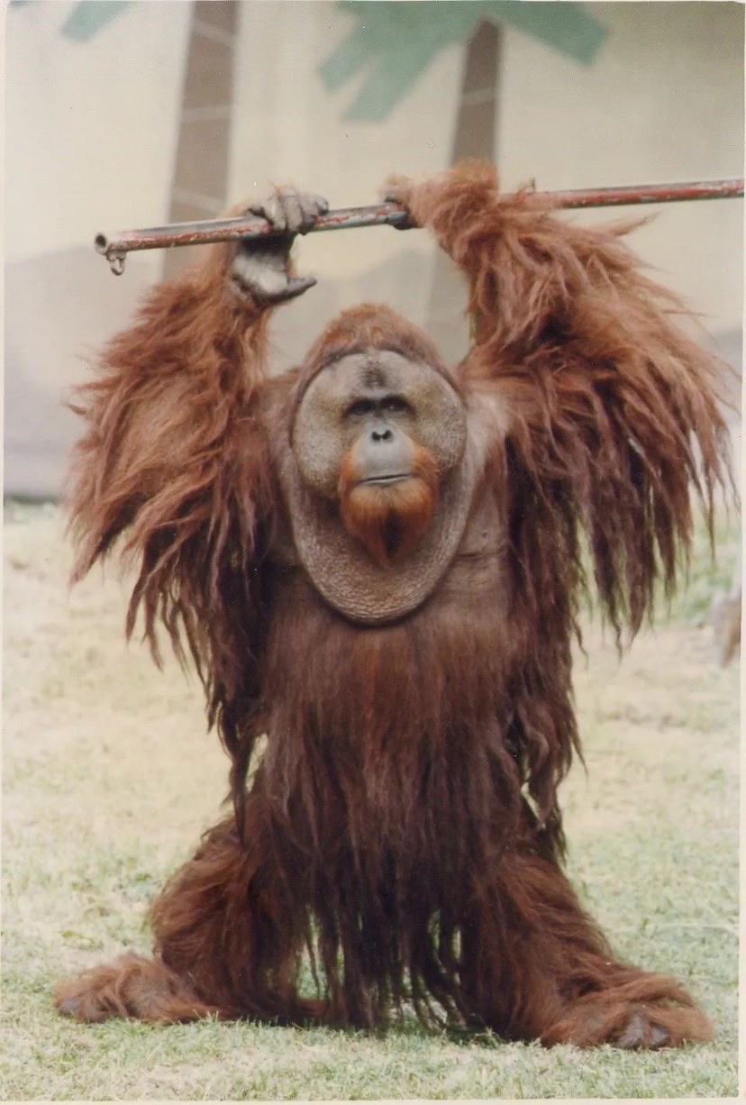 上海动物园森泰去世,终年45岁系国内动物园最年长猩猩