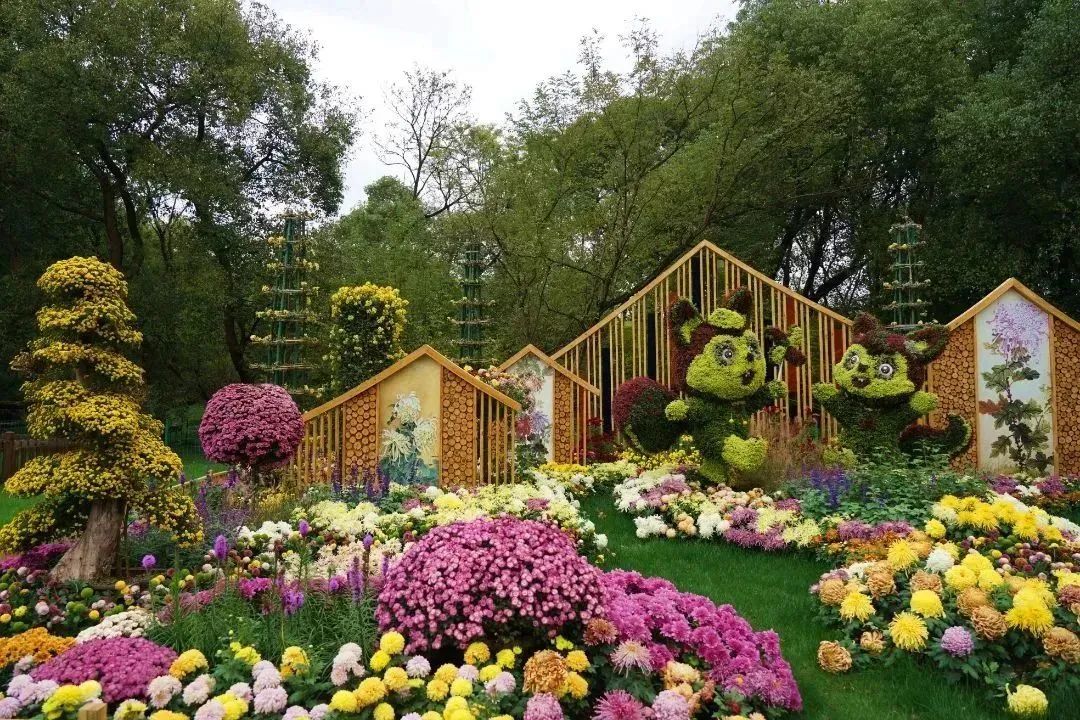 赏菊最佳时,2023上海菊花展喊你来打卡!
