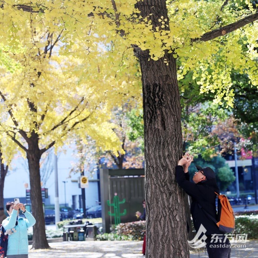 晚秋美景限时上线，银杏高光时刻到来 | 组图