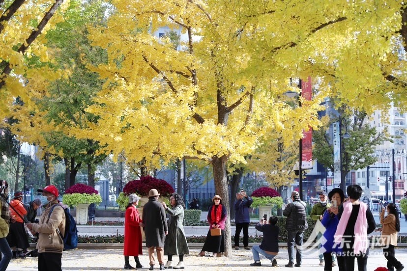 晚秋美景限时上线，银杏高光时刻到来 | 组图