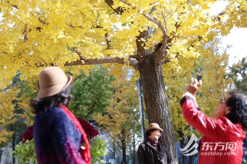 晚秋美景限时上线，银杏高光时刻到来 | 组图