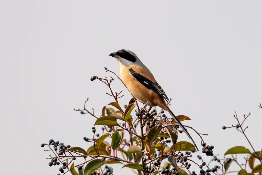 微信图片_20231130134819.jpg 图片