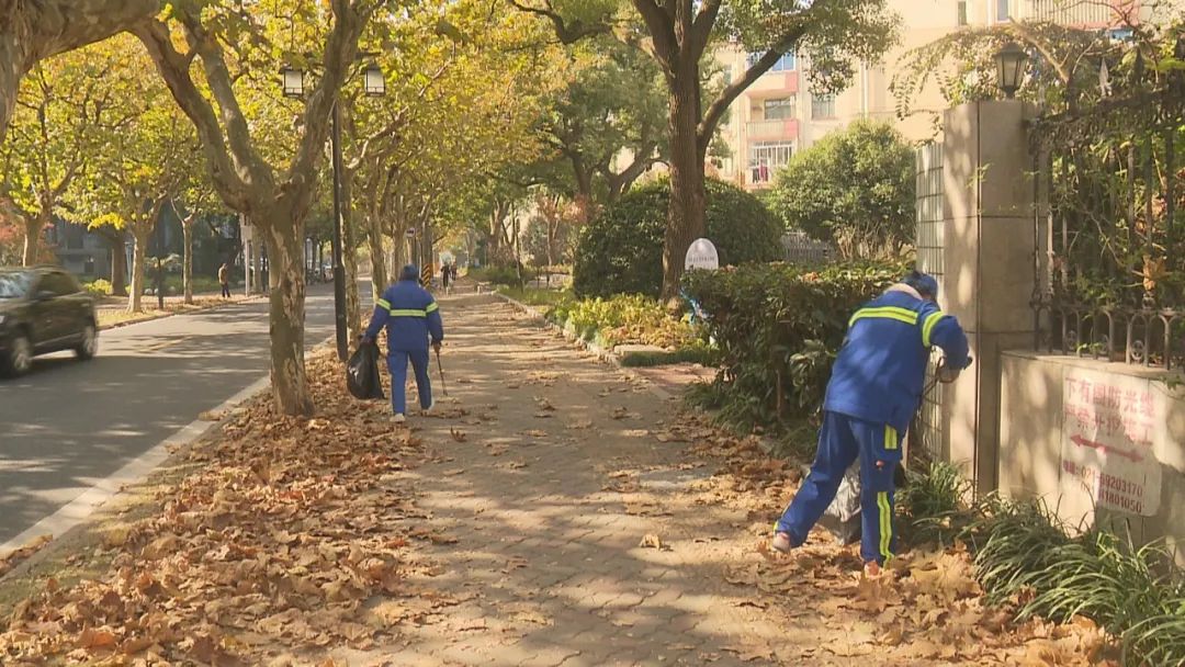 银杏翩跹邂逅申城限制“黄”  赴约美景乐享初冬慢韶光