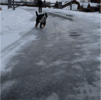 良心秘籍！雪地走路防摔还得学企鹅→