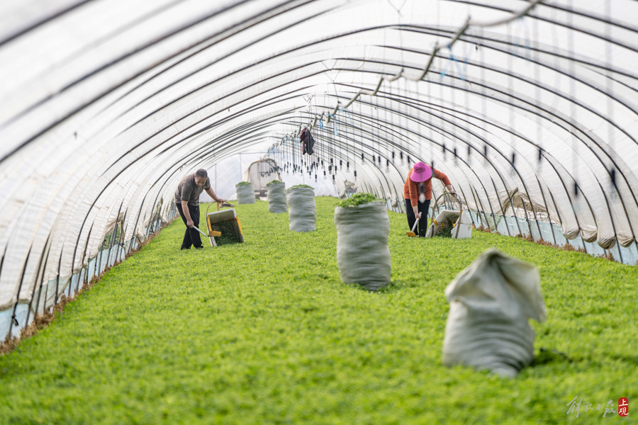 解放日报 孟雨涵20240227_1