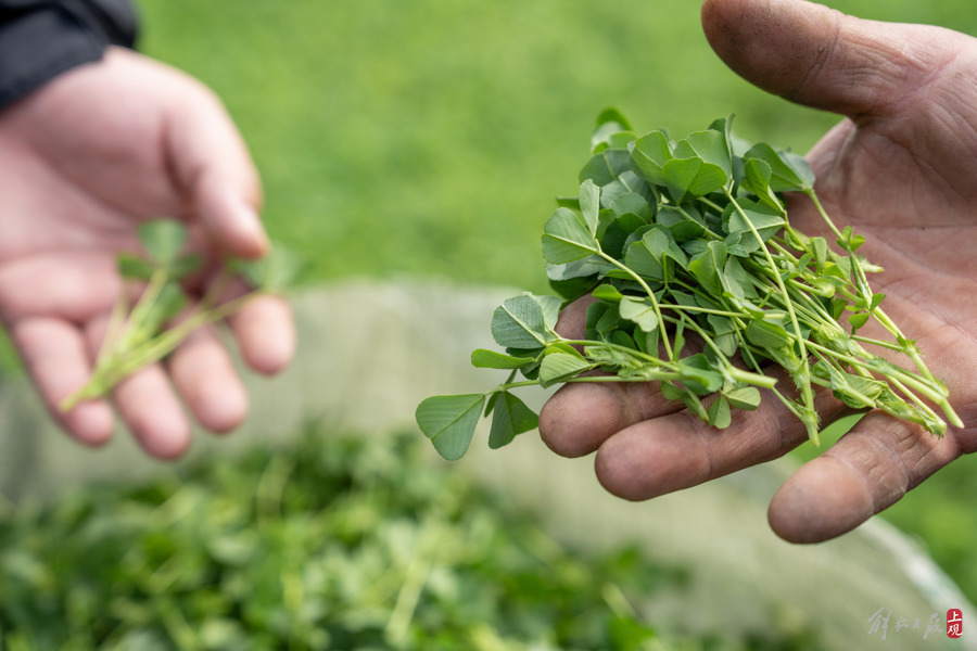 解放日报 孟雨涵20240227_39