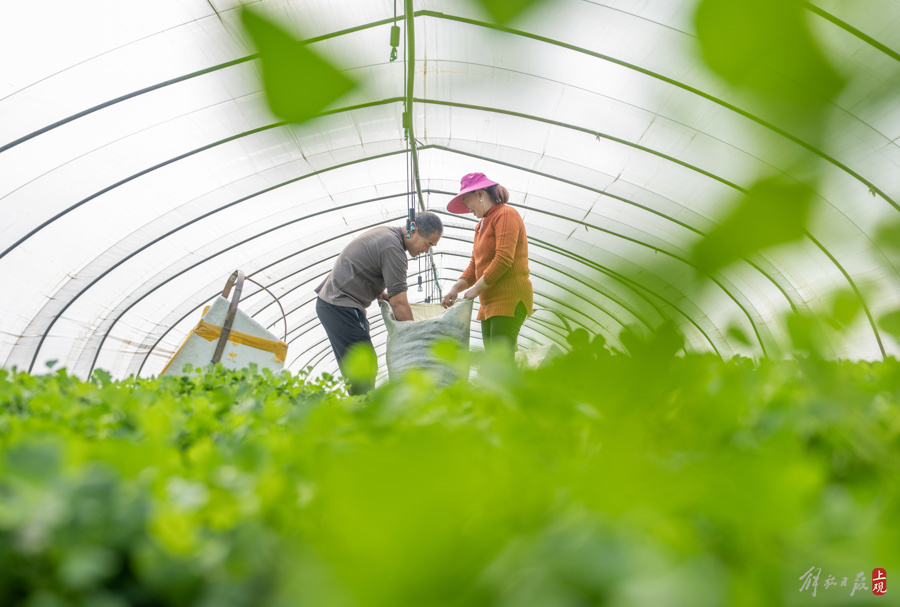 解放日报 孟雨涵20240227_26