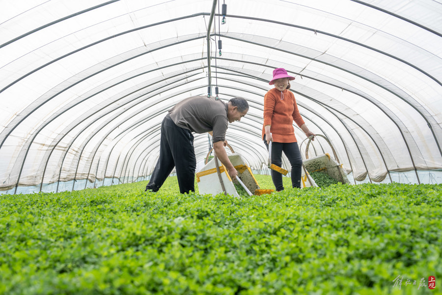 解放日报 孟雨涵20240227_12