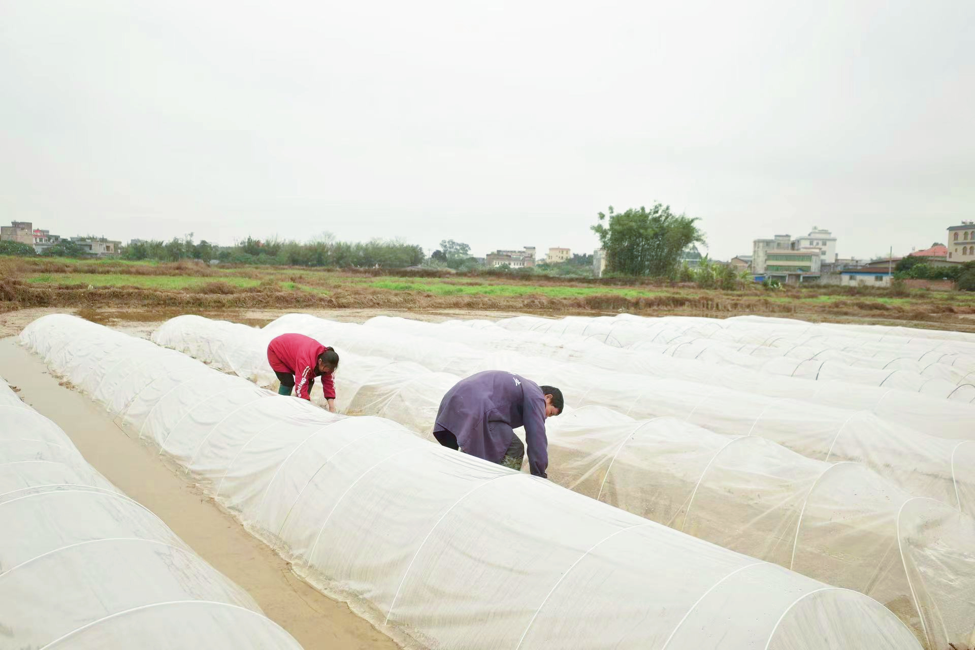 新华全媒|南国春早耕种忙——桂东南丘陵地区春耕备耕一线见闻