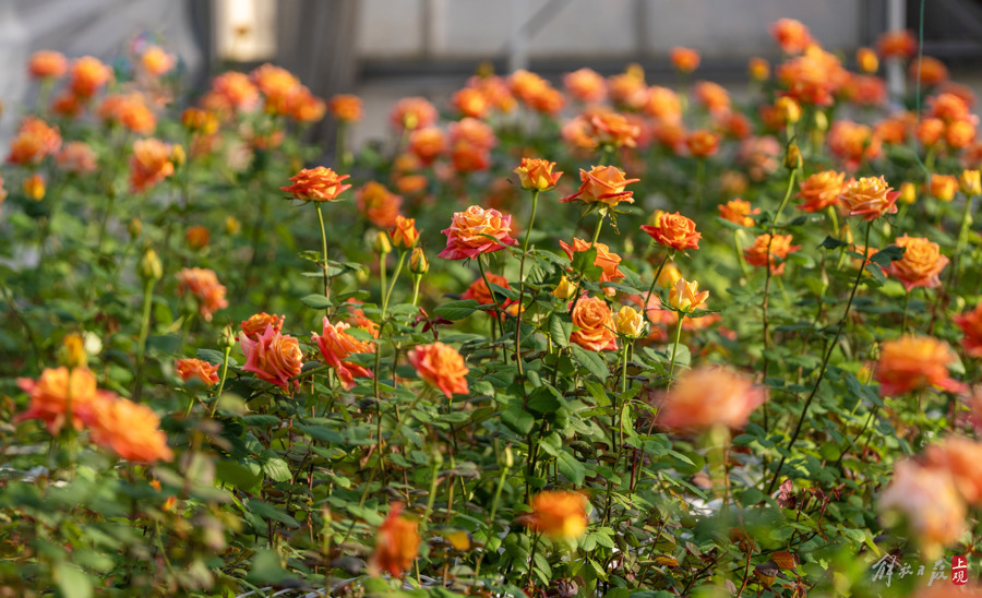 解放日报 孟雨涵 摄20240320_43