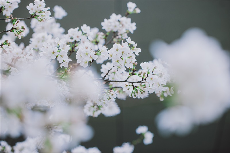 辰山动物园染井吉野樱入进盛花期，清明小长假将花开满树