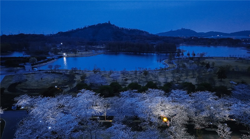 辰山动物园染井吉野樱入进盛花期，清明小长假将花开满树