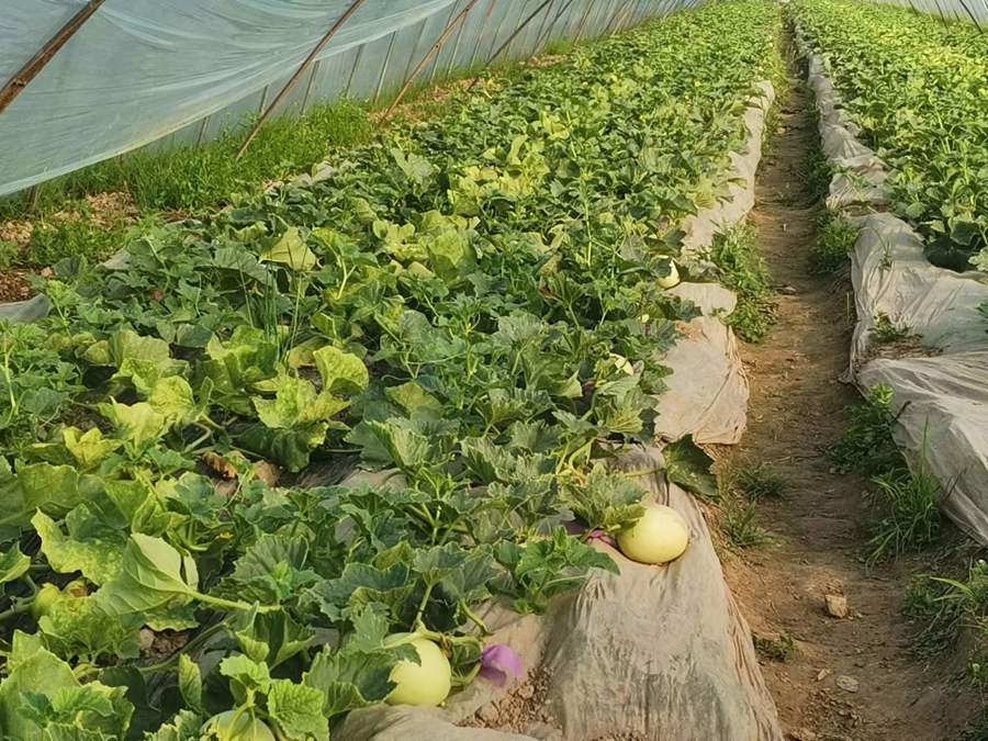 浦东春耕开始,今年农机替人程度更高,西瓜甜瓜种植升级