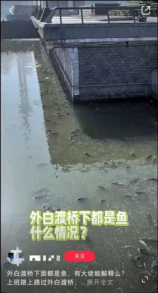 上海外白渡桥四周水面沉没死鱼？桥面安保称晚上三四点已经全是鱼，相干部分已经打捞死鱼