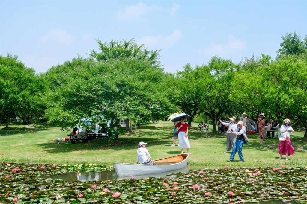 花海里赛龙船，这份初夏限制的沐日兴趣就在沪郊金山……