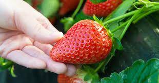 你想学吗？日本栃木县农业大学开设草莓专业