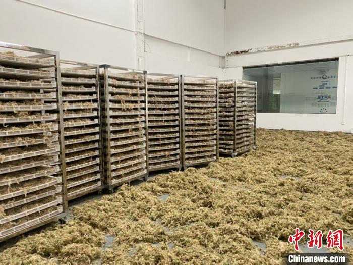 图为加工后的海花草. 刘鹏 摄