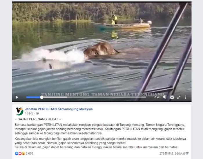 一头大象游泳横渡湖泊。来源:马来西亚半岛野生动物保护及国家公园局官方社交媒体“脸书”截图 一头大象游泳横渡湖泊。来源:马来西亚半岛野生动物保护及国家公园局官方社交媒体“脸书”截图