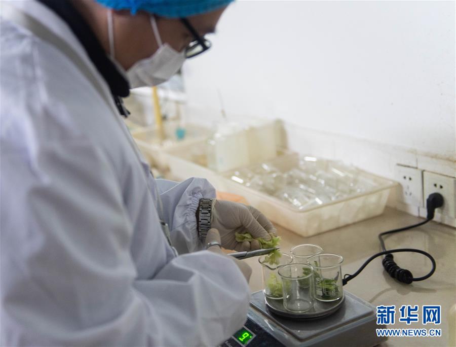 （聚焦疫情防控）（5）守护“菜篮子”安全