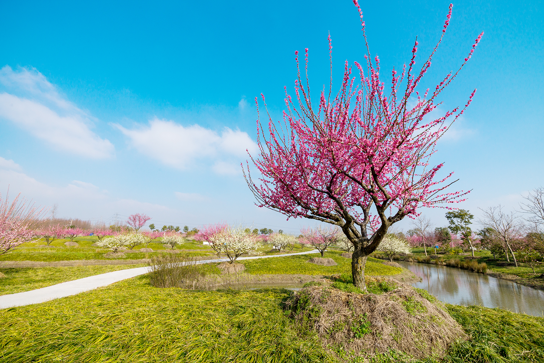 花开海上生态园梅花图片