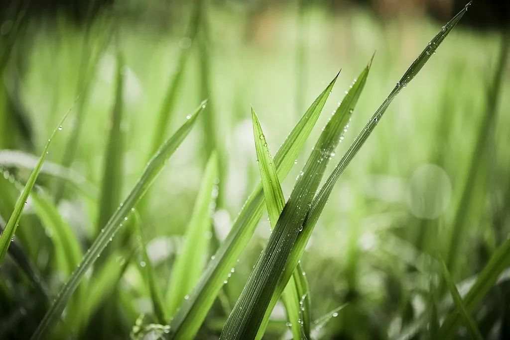 到每個角落只待一席春雨嫩芽即將破土三候草木萌動願為你來歸仙掌月明