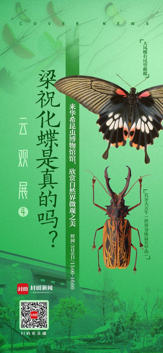 梁祝化蝶是真的吗？封面“云观展”6日探秘华希昆虫博物馆