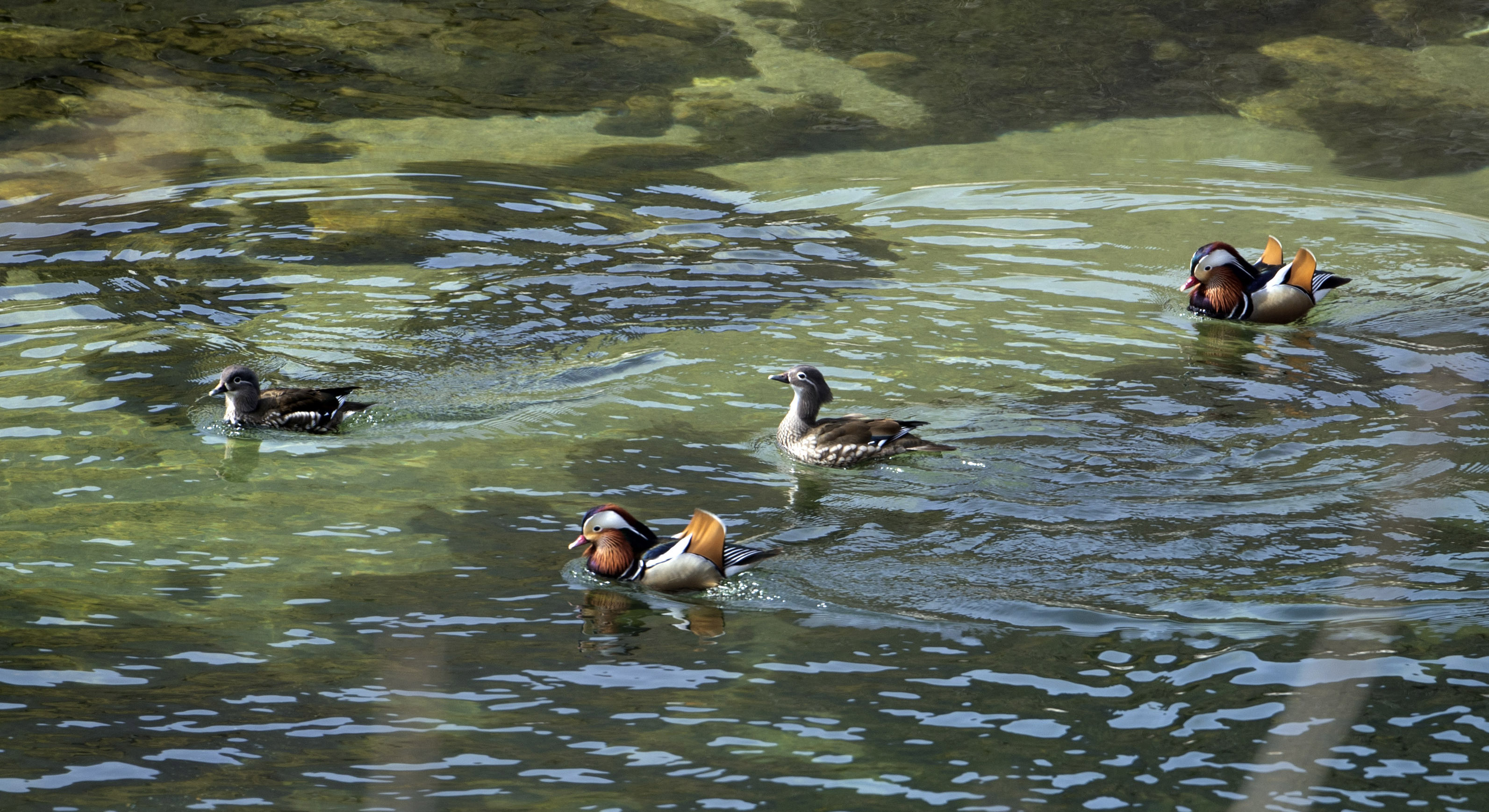 野生鸳鸯在椒溪河嬉戏如画 赵建强摄.jpg?x-oss-process=style/w10