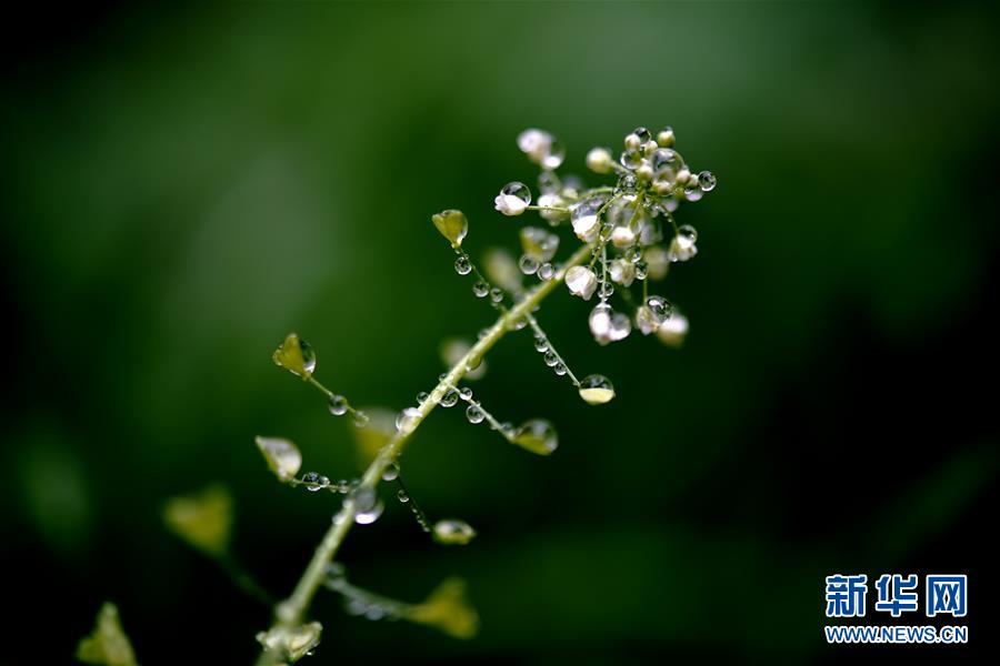 (新华视界)(2)细雨点春