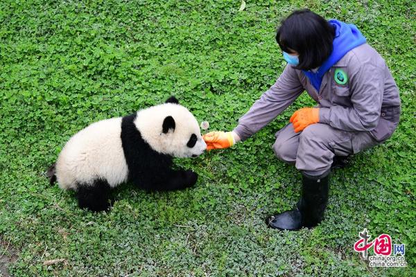 中国动物协管员图片