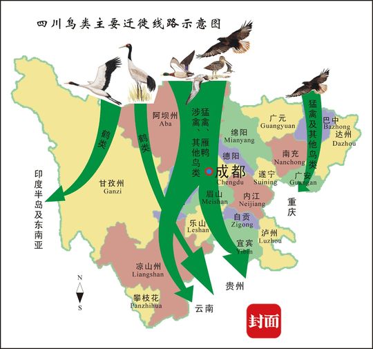 每年的这段时节,处在迁徙通道上的四川,总会见到过境的各种鸟类,它们