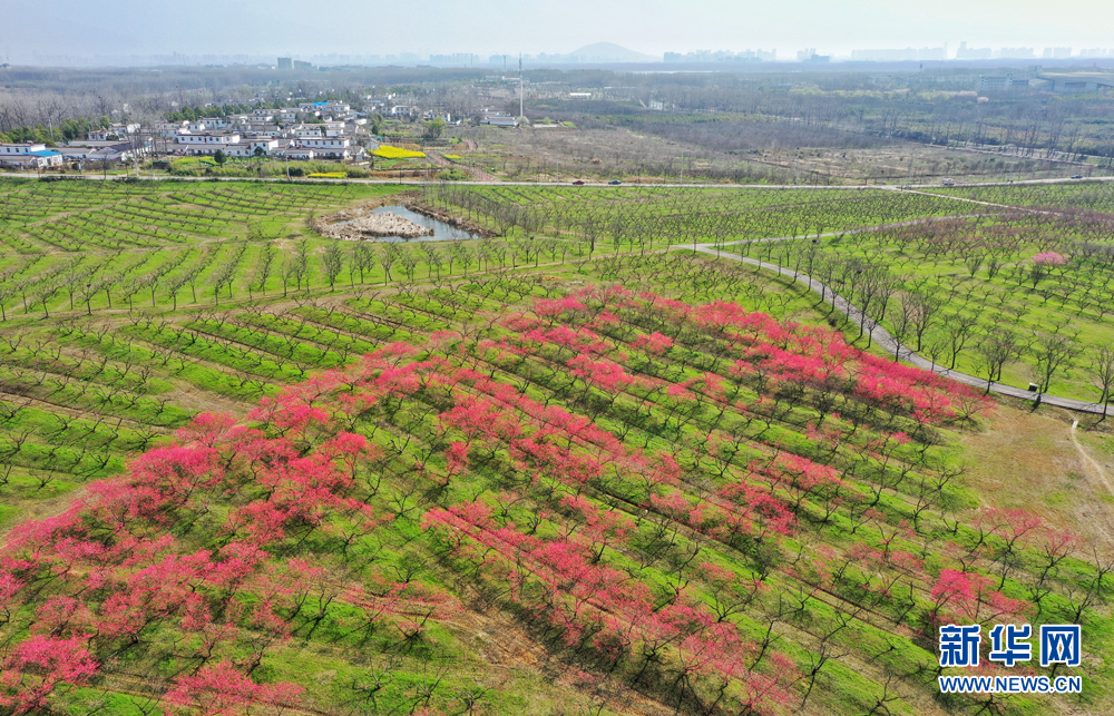 安徽省合肥市三十岗乡的桃花竞相开放(3月14日无人机拍摄.